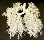 AquaJogger® Helps Increase Lung Capacity